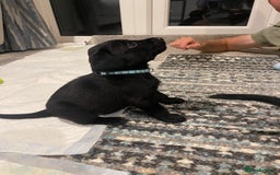 Labrador Retriever dogs for sale: Beautiful KC Black Female Pups  - Image 23