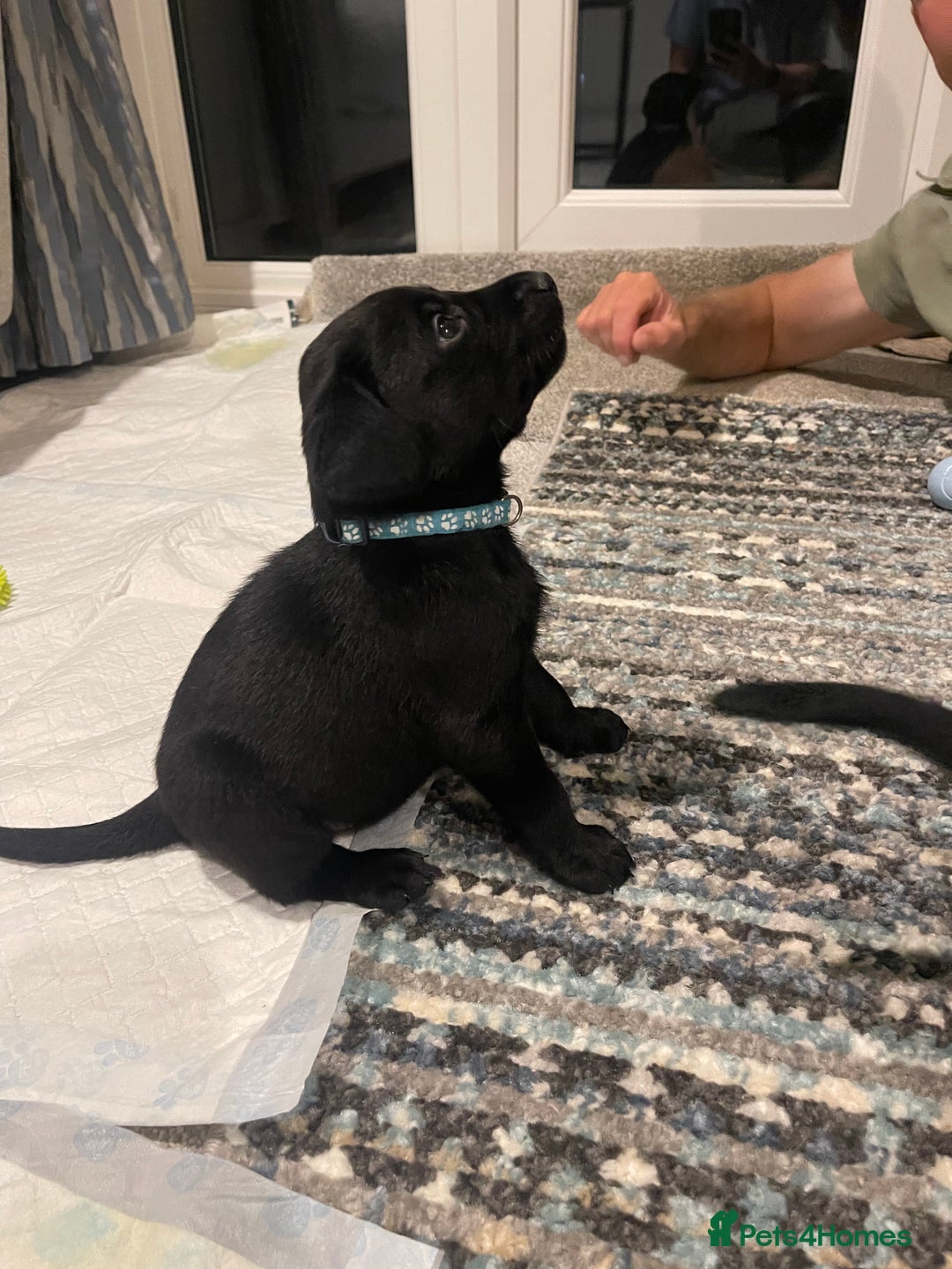 Labrador Retriever dogs for sale: Beautiful KC Black Female Pups  - Image 23