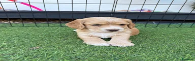 Cocker Spaniel 2