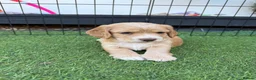 Cocker Spaniel dogs for sale: 3 girl Working Cocker spainels 🐾 - Advert 2