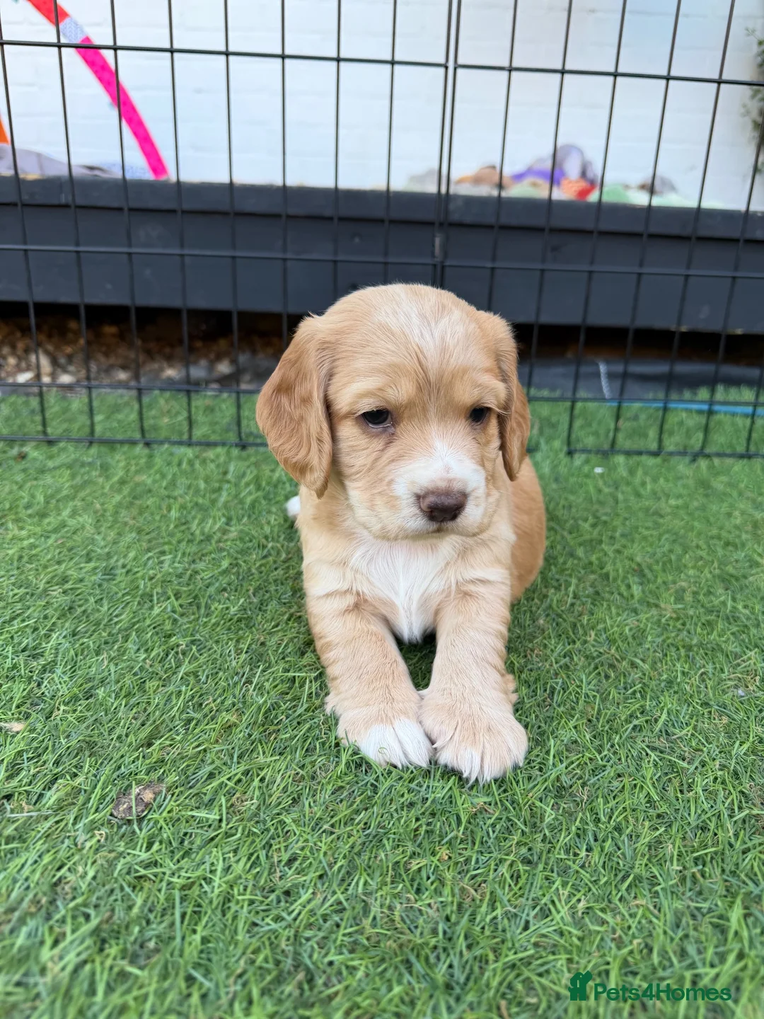 Cocker Spaniel dogs for sale: 3 girl Working Cocker spainels 🐾 - Advert 2