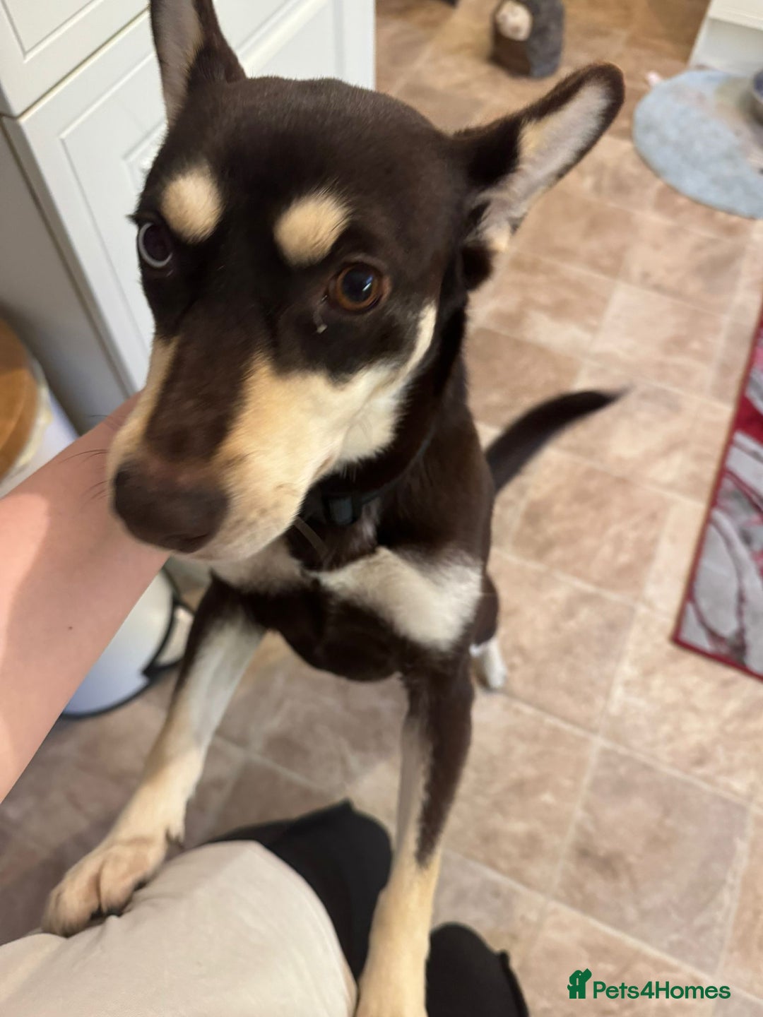 Mixed Breed dogs for adoption: ❤️Azara❤️: 3-year-old small-to-low-medium girl  - Advert 3