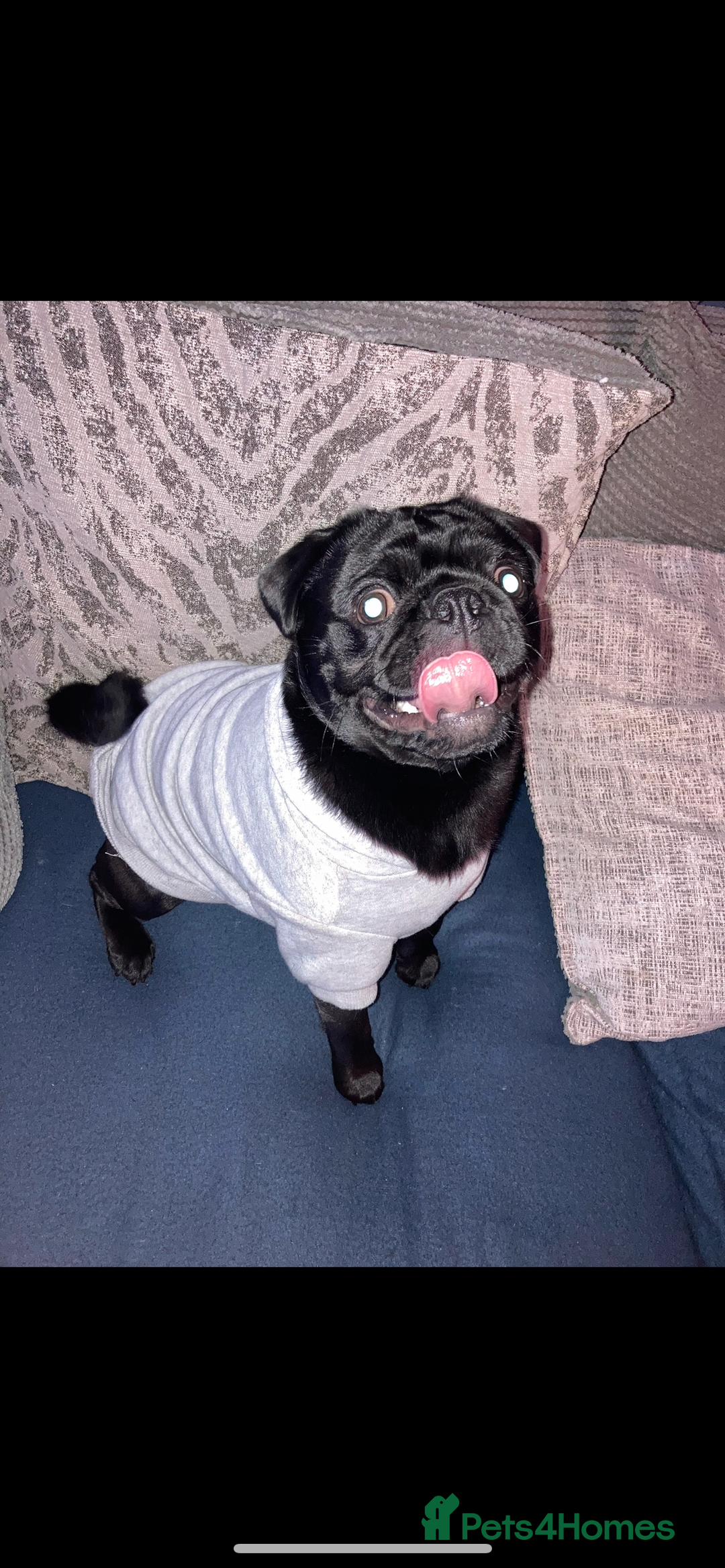 Pug dogs for stud: KC STUD  - Advert 7