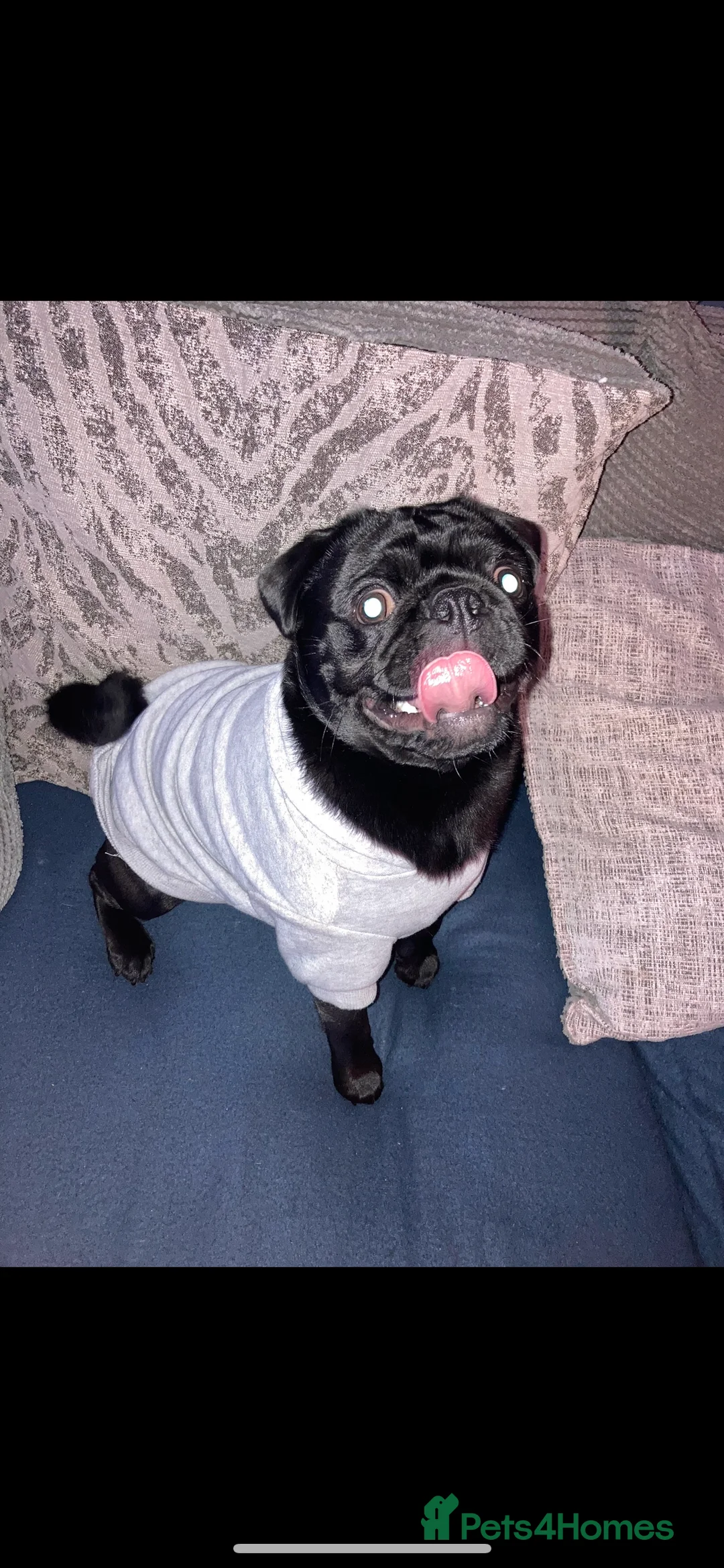 Pug dogs for stud: KC STUD  - Advert 7