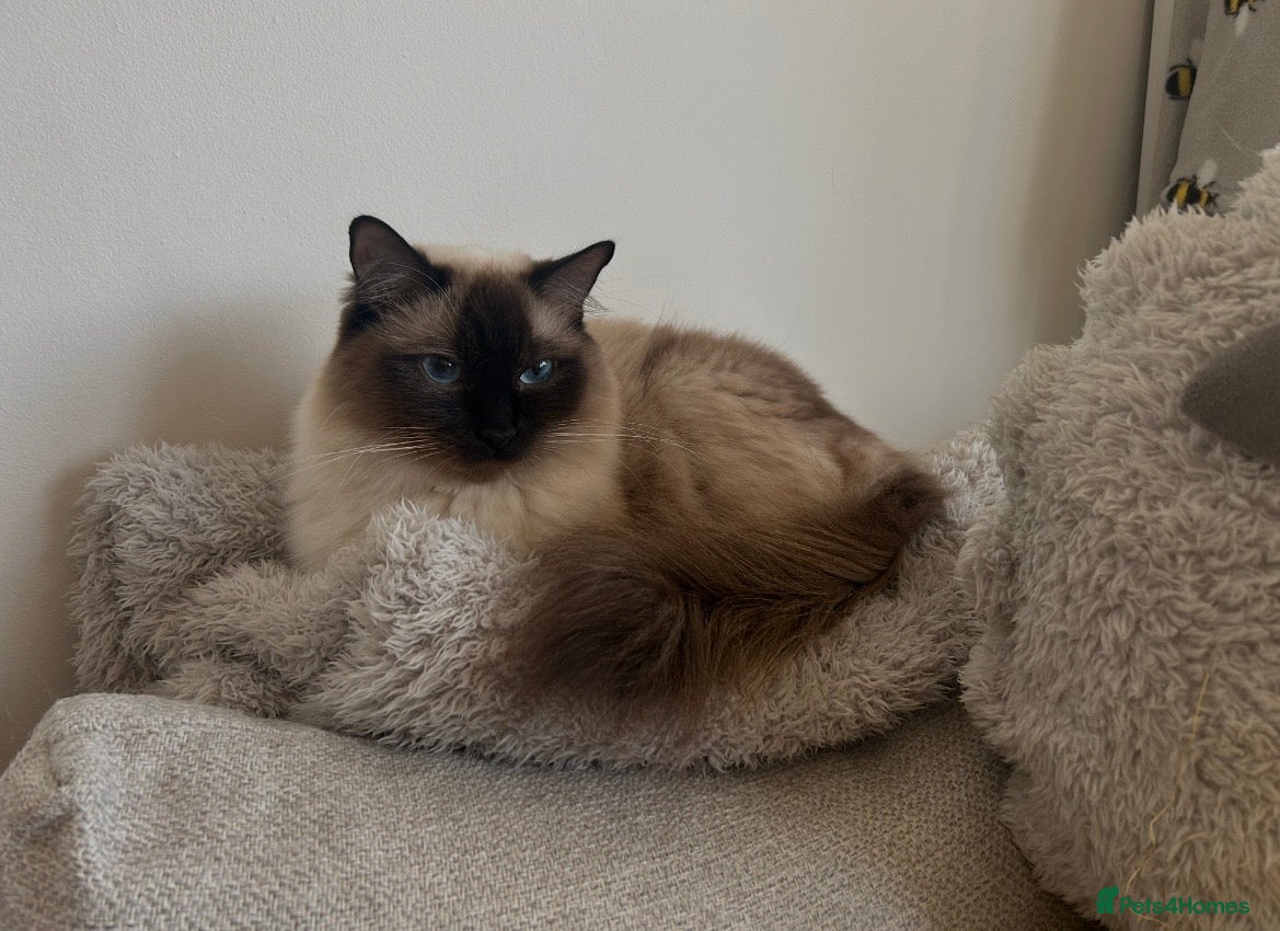 Ragdoll cats 2 MALE SEAL LYNX KITTENS 😻🩵😻🖤😻 - Advert 13