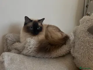 Ragdoll cats 2 MALE SEAL LYNX KITTENS 😻🩵😻🖤😻 - Advert 13