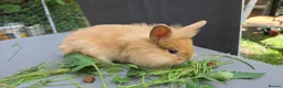 Lionhead rabbits for sale: Lion head  (Double maned) - Advert 5