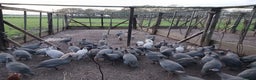 Guinea Fowl poultry for sale: Gorgeous guineas fowl - Advert 2
