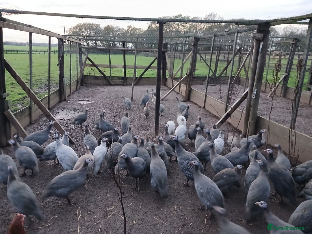 Guinea Fowl poultry for sale: Gorgeous guineas fowl - Advert 2