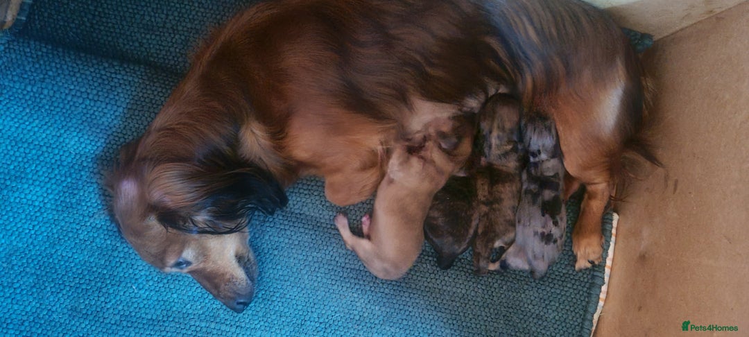 Miniature Dachshund dogs for sale: Miniature Longhaired Dachshund Puppies  - Image 34