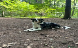 Border Collie dogs for stud: Stud Dog Available – Poe - Image 2
