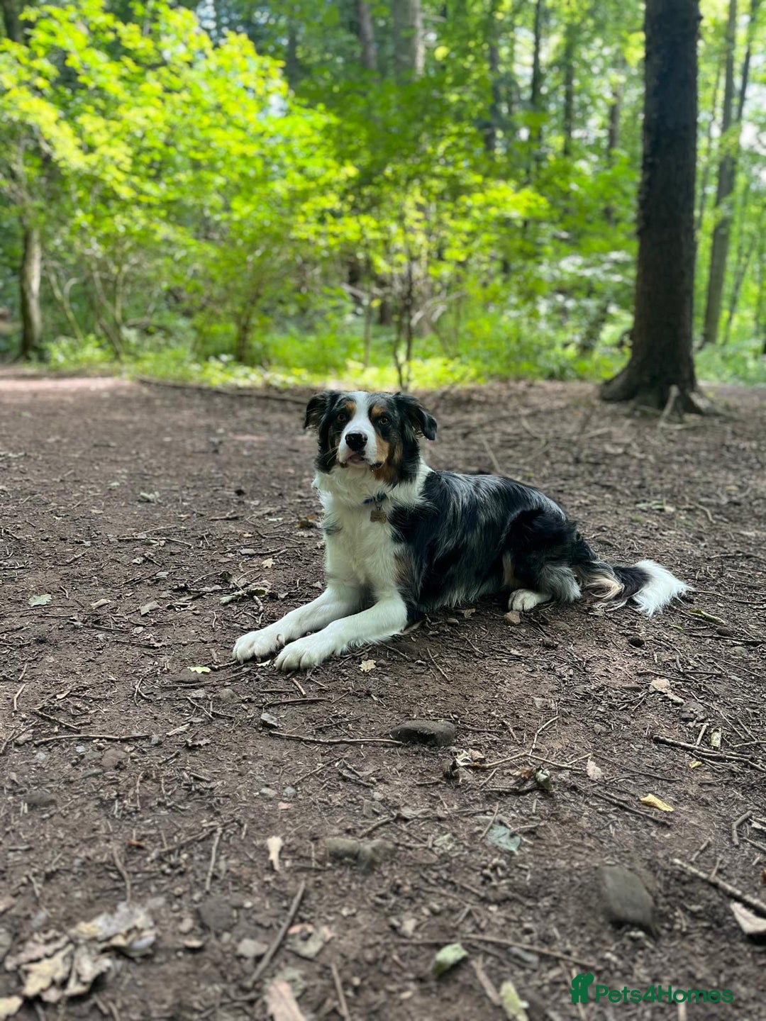 Border Collie dogs for stud: Stud Dog Available – Poe - Image 2