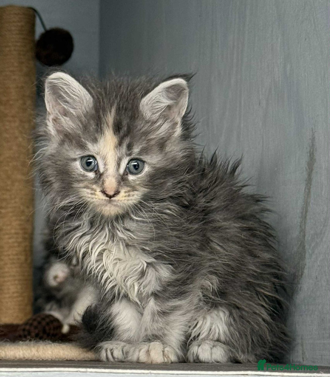 Maine Coon cats for sale: TICA registered large Maine Coon kittens - Image 7