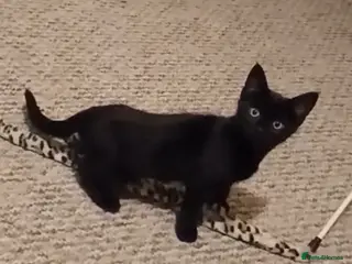 Mixed Breed cats 6 month old female kitten - Luna - Advert 9