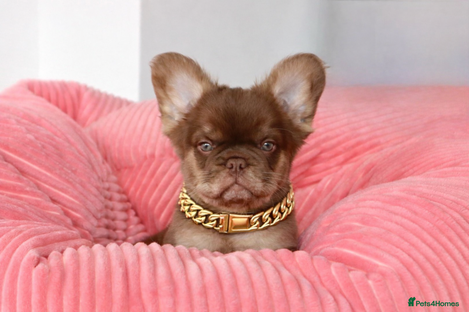 French Bulldog dogs Fluffy Frenchies - Advert 11