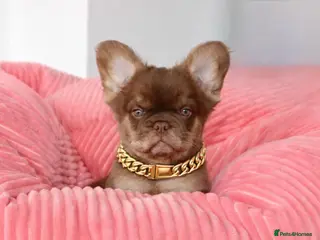 French Bulldog dogs Fluffy Frenchies - Advert 11