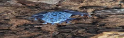 Frog reptiles for sale: AZUREUS DART FROGS - Advert 2