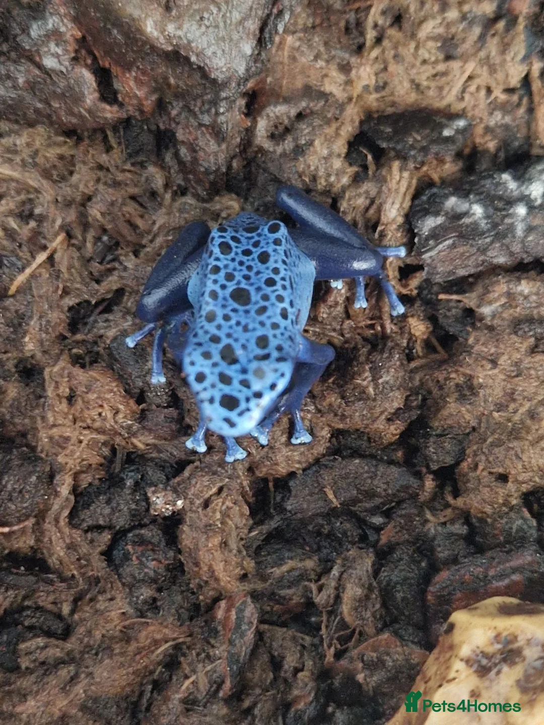 Frog reptiles for sale: AZUREUS DART FROGS - Advert 2