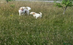 Labradoodle dogs for sale: Miniature labradoodle puppy girl  - Image 2