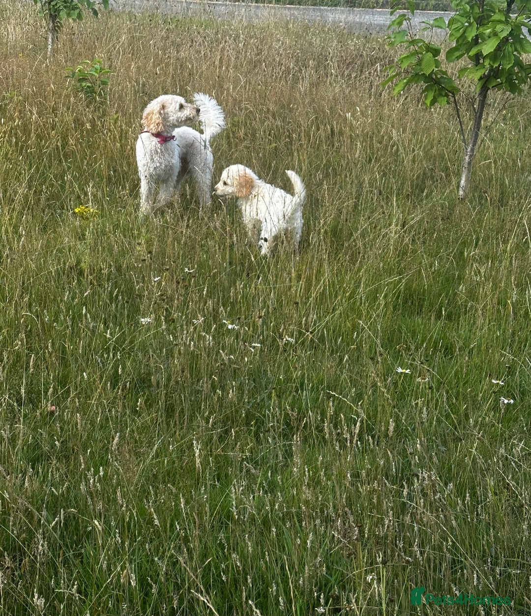 Labradoodle dogs for sale: Miniature labradoodle puppy girl  - Image 2