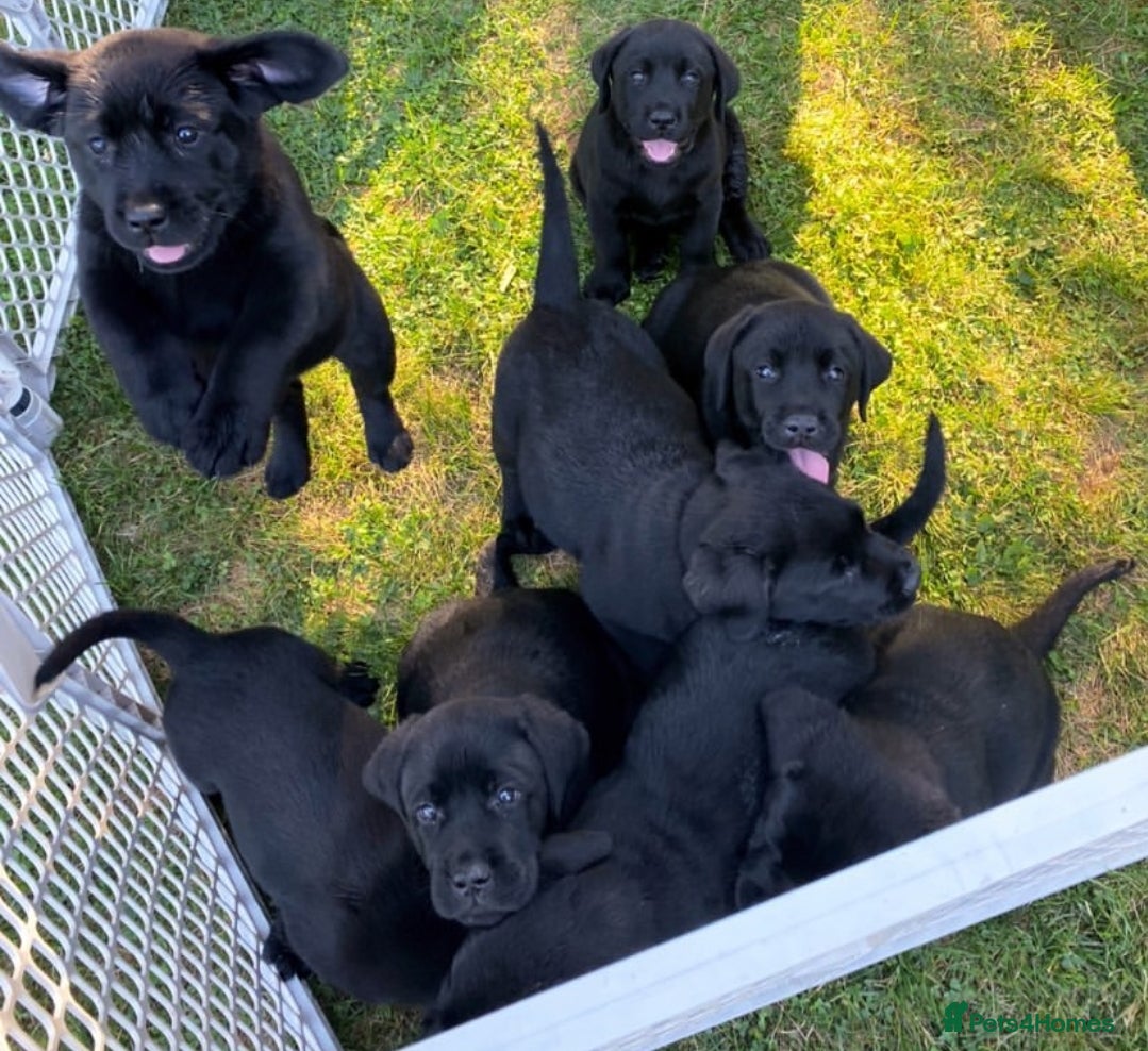 Labrador Retriever dogs Labrador puppies - Advert 2