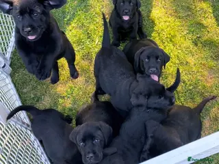 Labrador Retriever dogs Labrador puppies - Advert 3