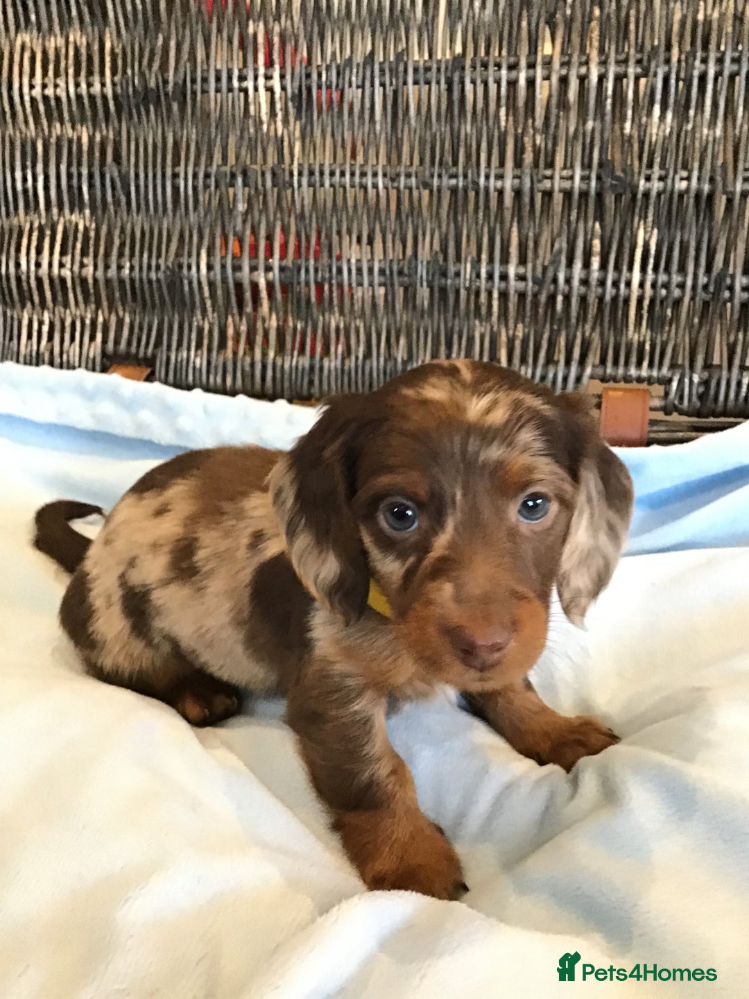 Miniature Dachshund dogs for sale: KC Miniature Dachshund 1 Choc & Isabella Dapple!!! - Advert 6