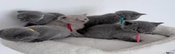 British Shorthair cats for sale: pure british shorthair kittens  - Advert 4