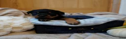 Rottweiler dogs for sale: Stunning litter of Rotweillers from family pet  in Wolverhampton - Advert 15