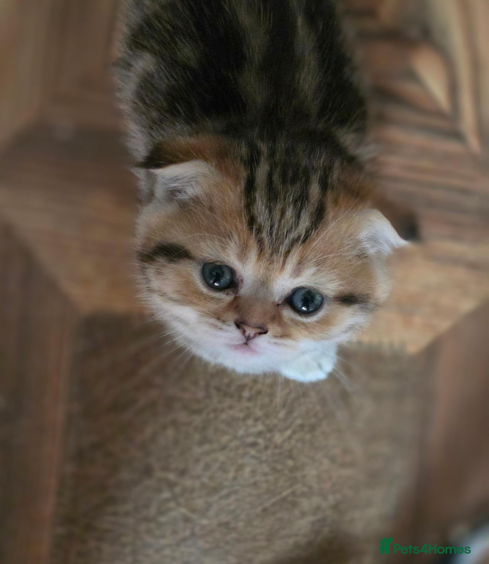 British Shorthair cats 💗🥰LAST 2 GIRL 😍Scottish fold😘🩵  - Advert 17