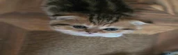 British Shorthair cats for sale: 💗SALE!🥰LAST 2 GIRL 😍Scottish fold😘🩵  - Advert 3