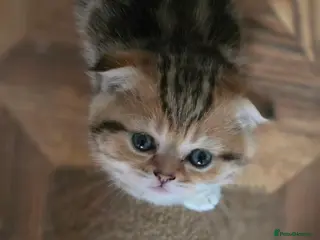 British Shorthair cats 💗🥰LAST 2 GIRL 😍Scottish fold😘🩵 - Advert 17