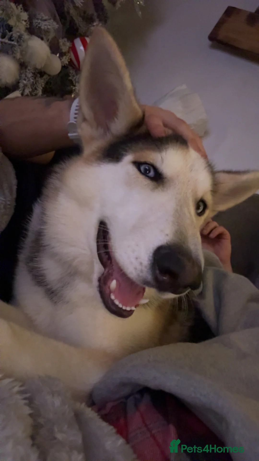 Shepsky dogs for sale: Looking to rehome our 8 month old Shepsky - Advert 5