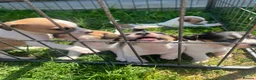 Jack Russell dogs for sale: Jack Russell puppies for sale  - Advert 5