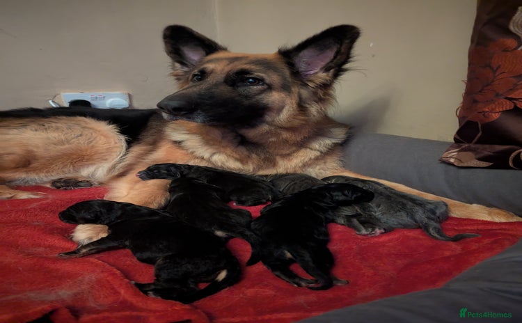 German Shepherd dogs - Advert 5