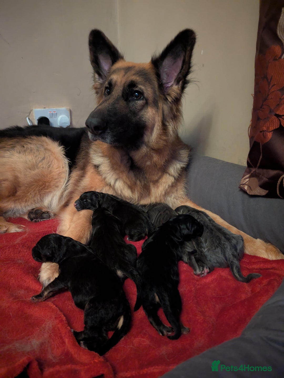 German Shepherd dogs for sale: German Shepherd puppies - Image 1