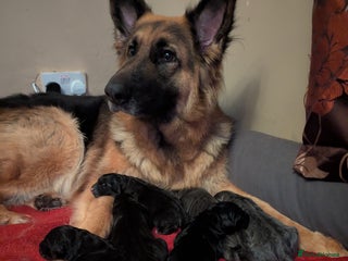 German Shepherd dogs - Advert 9