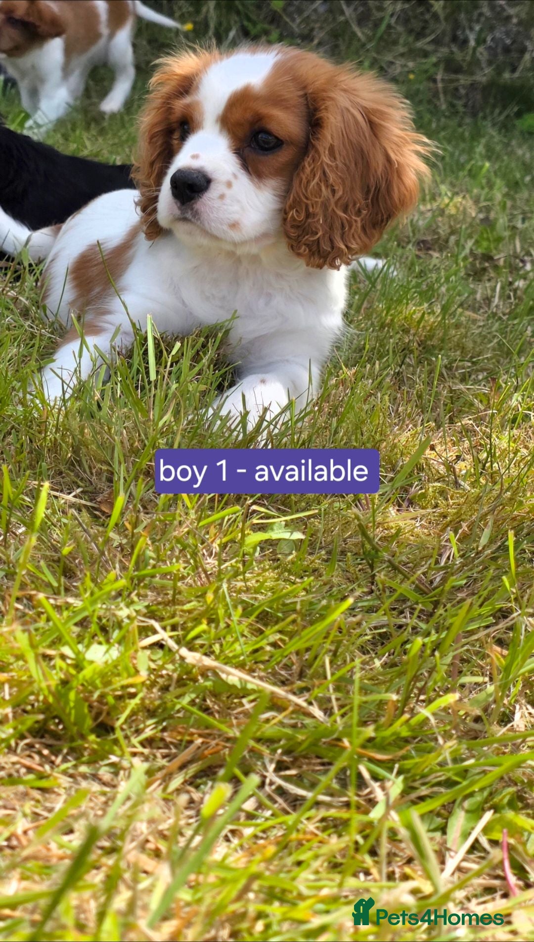 Cavalier King Charles Spaniel dogs Friendly and playful Cavalier Puppies - Advert 2