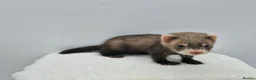 Ferret rodents for sale: Micro ferrets kits - Advert 1