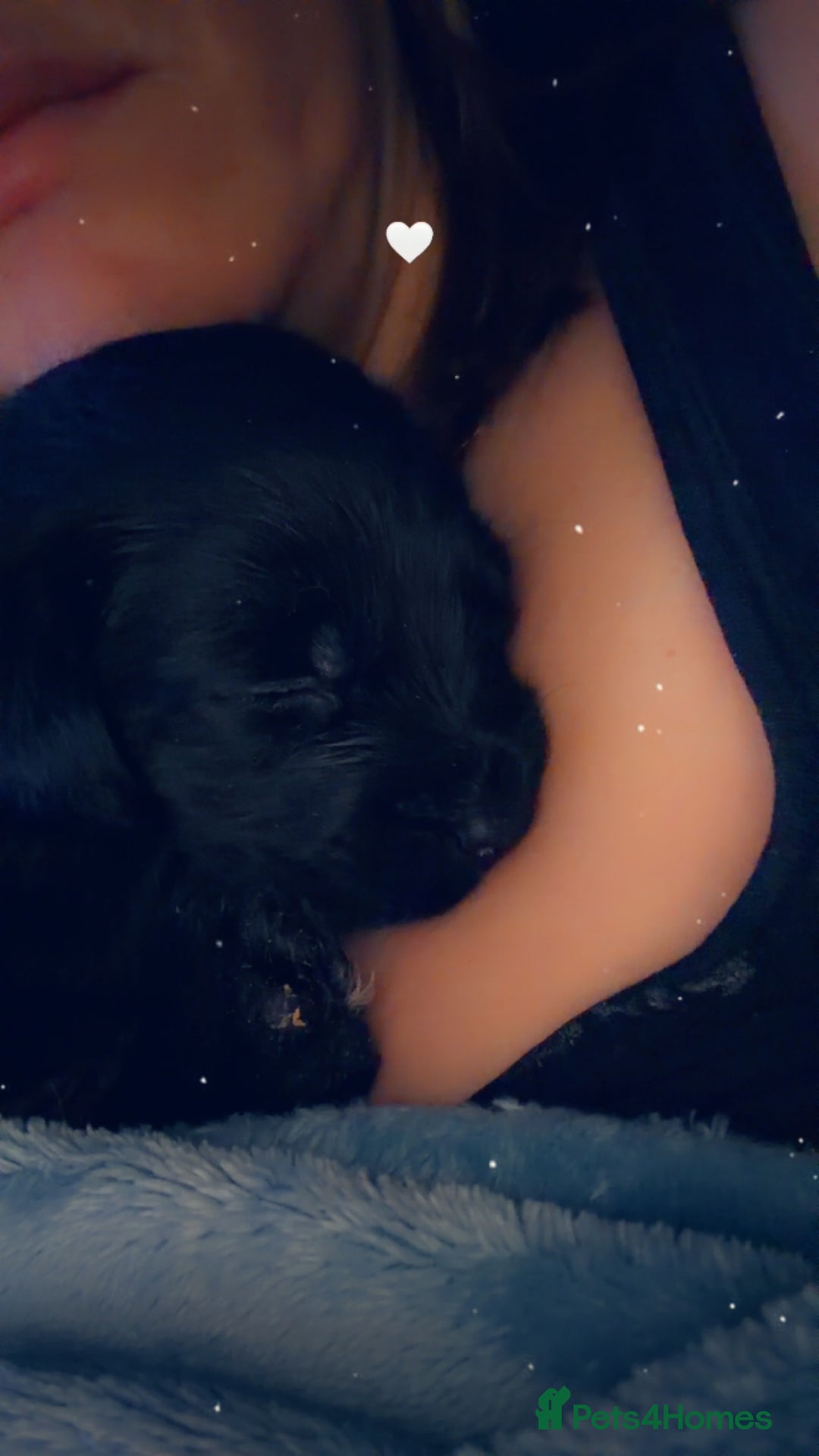 Mixed Breed dogs for sale: Labrador X Yorkshire terrier  - Image 2
