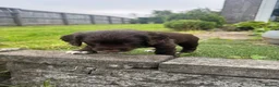Sprocker dogs for sale: Gorgous sprocker puppies  - Advert 6