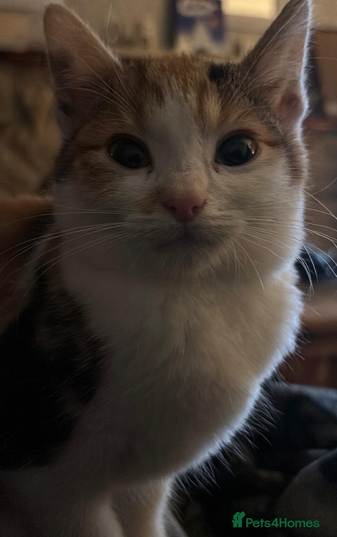 British Shorthair cats for sale: Beautiful kittens with great temprament - Advert 3