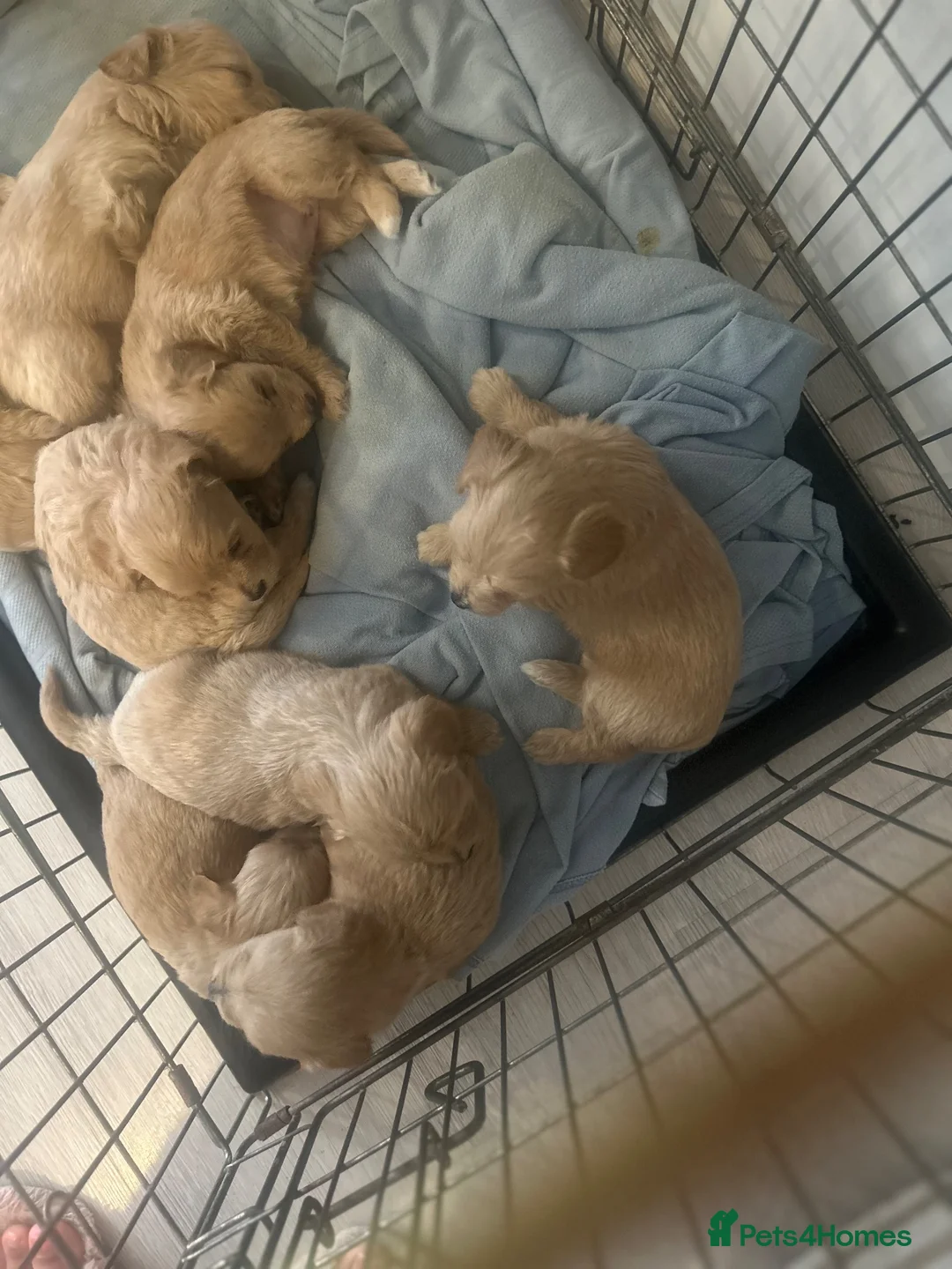 Maltipoo dogs for sale: Easy dog in Leigh-on-Sea - Advert 20