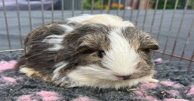 Guinea Pig rodents - Advert 15