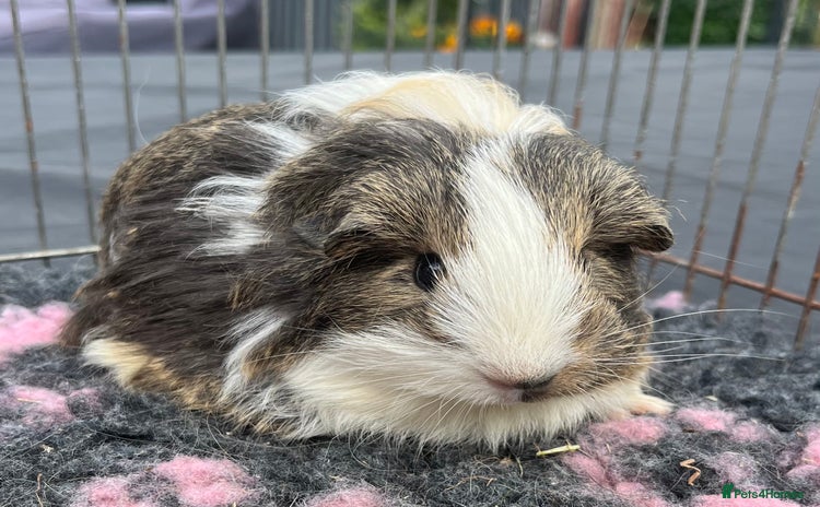 Guinea Pig rodents - Advert 2