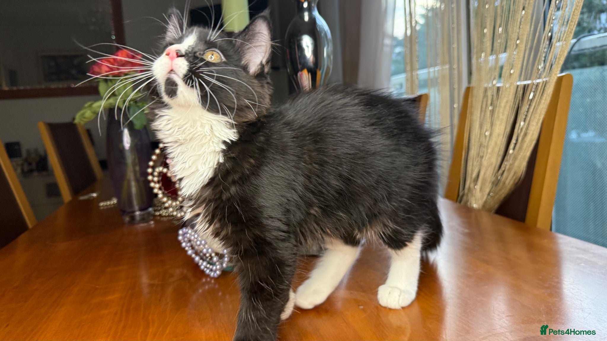 Mixed Breed cats Maine Coon Mixed Kittens Tabby Tuxedo Richmond - Advert 3