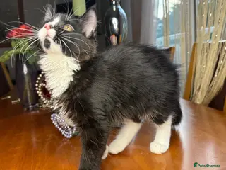Mixed Breed cats Maine Coon Mixed Kittens Tabby Tuxedo Richmond - Advert 3