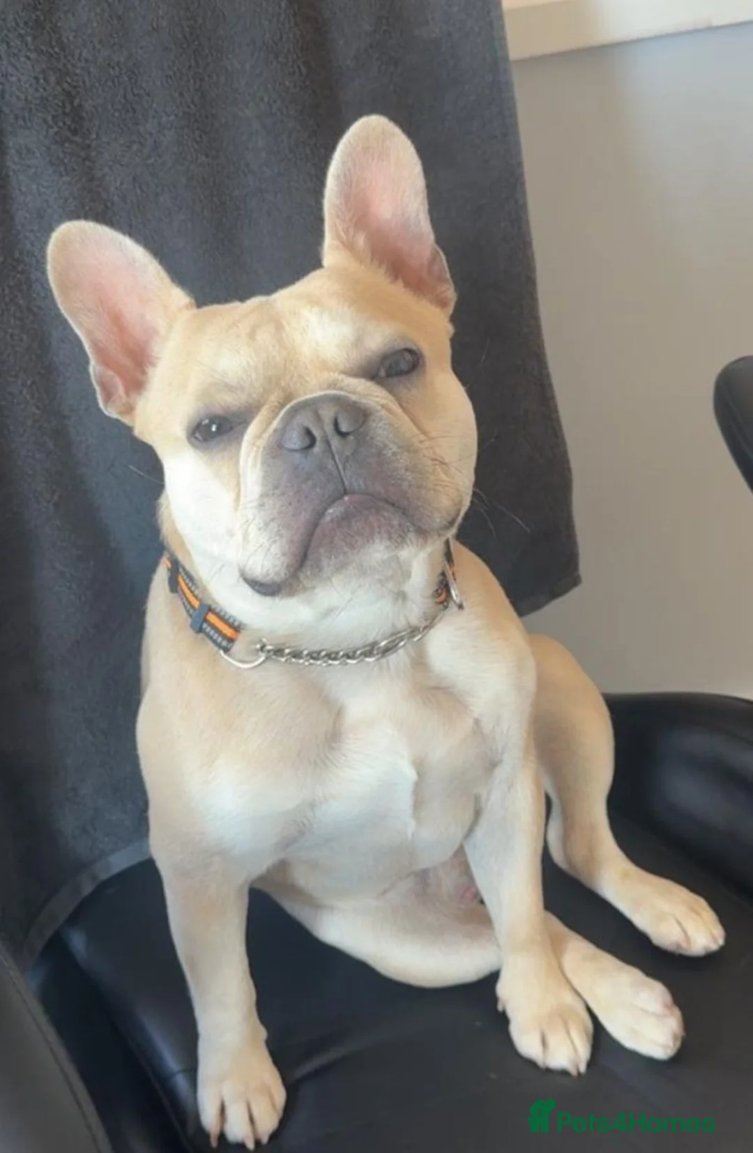 French Bulldog dogs for stud: Male french bulldog for stud  - Advert 2