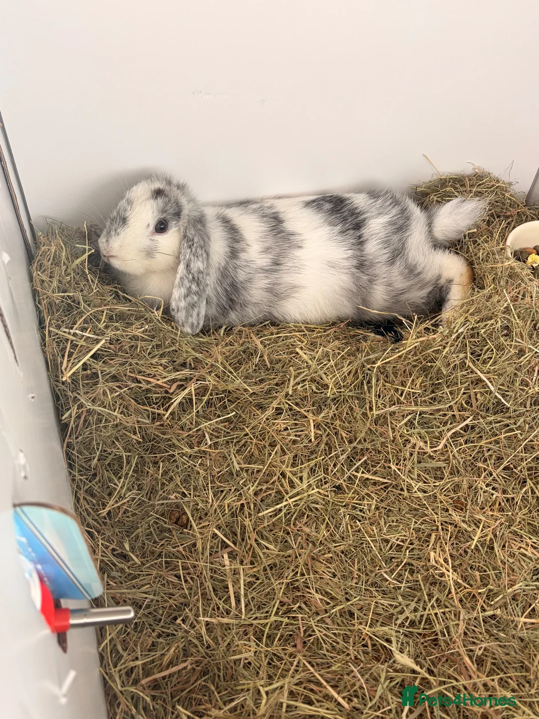 Dwarf Lop rabbits for sale: Beautiful dwarf lop bunny in Skegness - Advert 4
