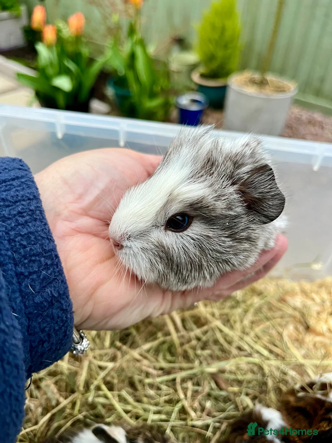 Guinea Pig rodents for sale: Guinea pig babies . Mixed breeds  - Advert 5